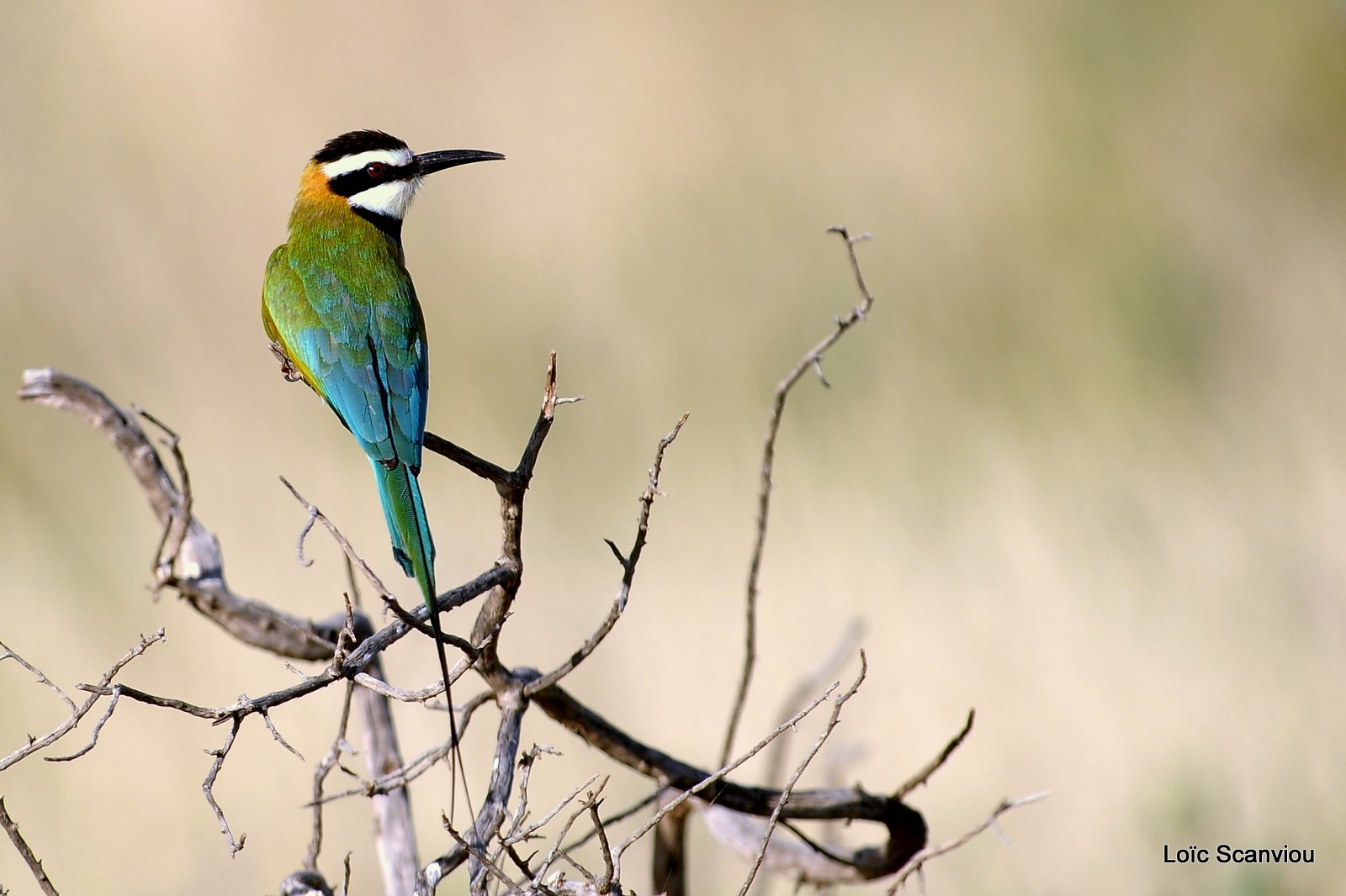 Guêpier à gorge blanche/White-throated Bee-Eater (5)