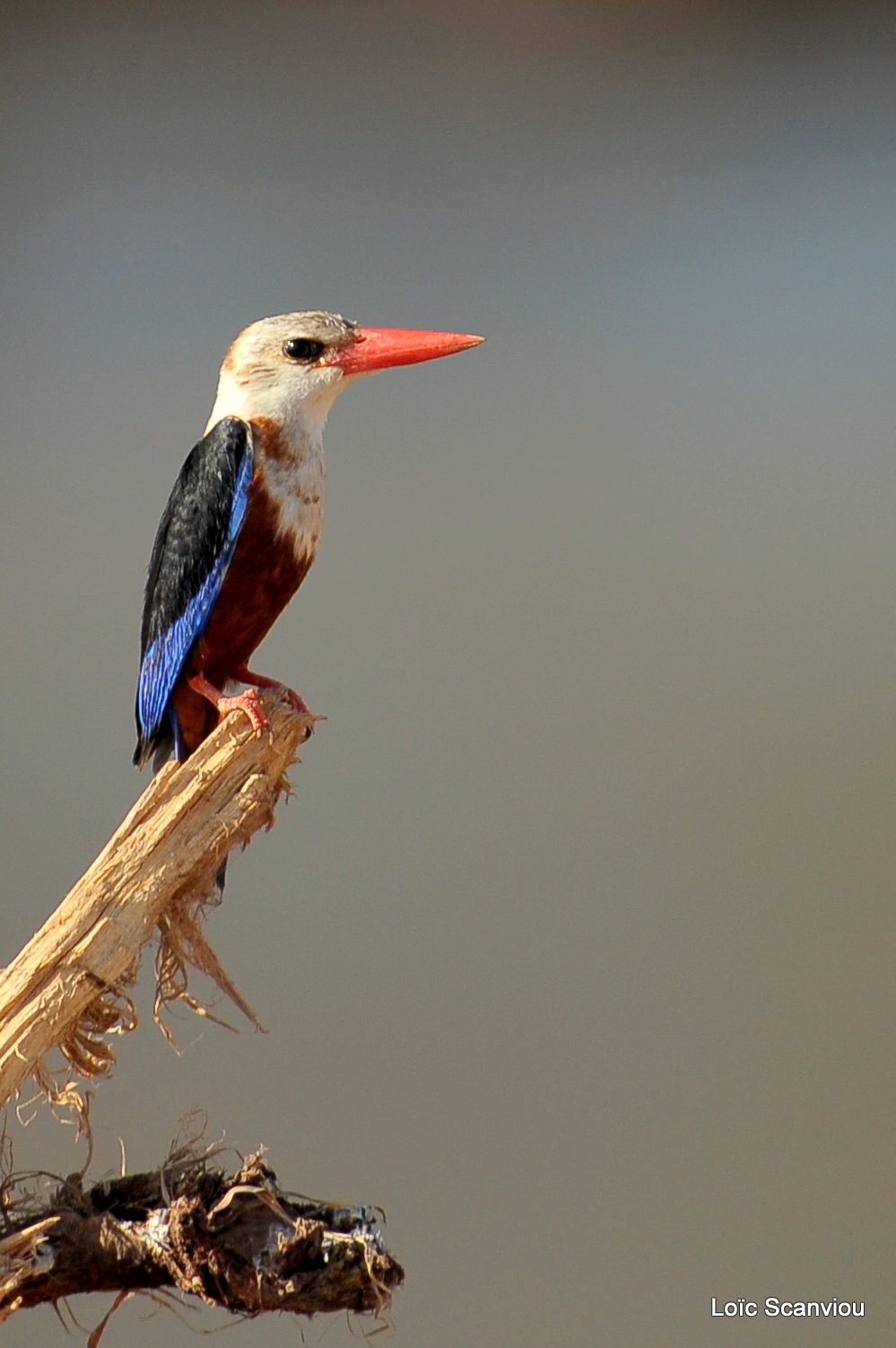 Martin-chasseur à tête grise/Grey-headed Kingfisher (1)