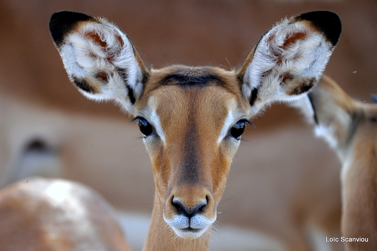 Impala (1)