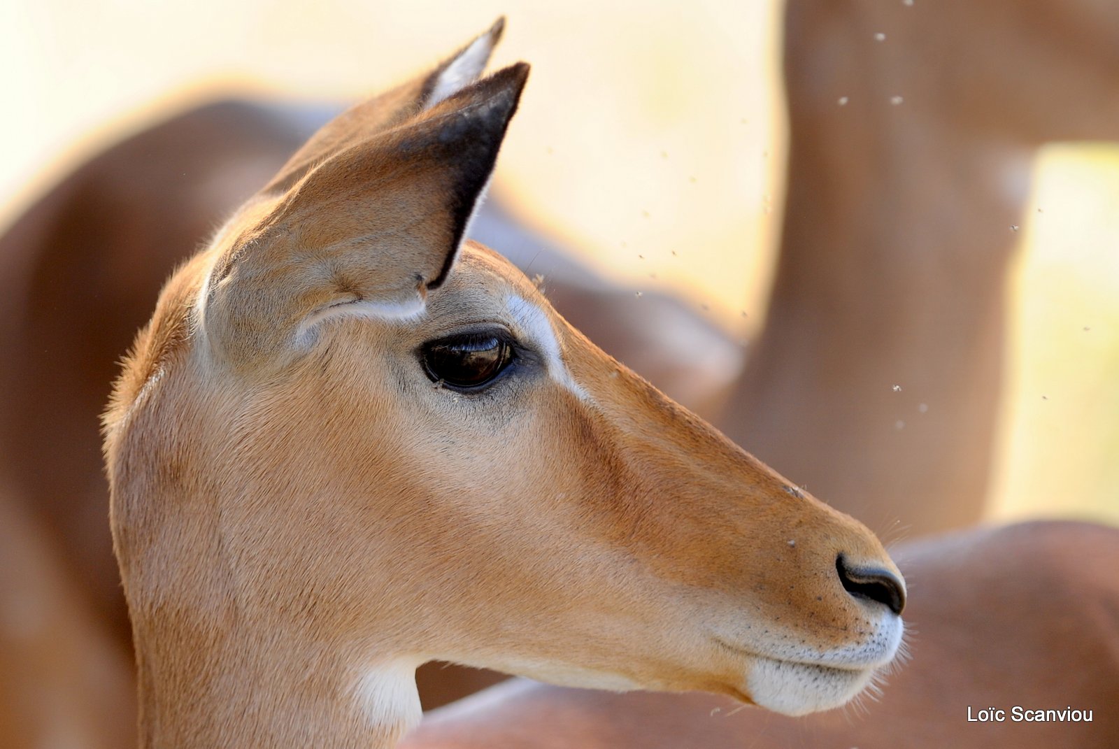 Impala (2)