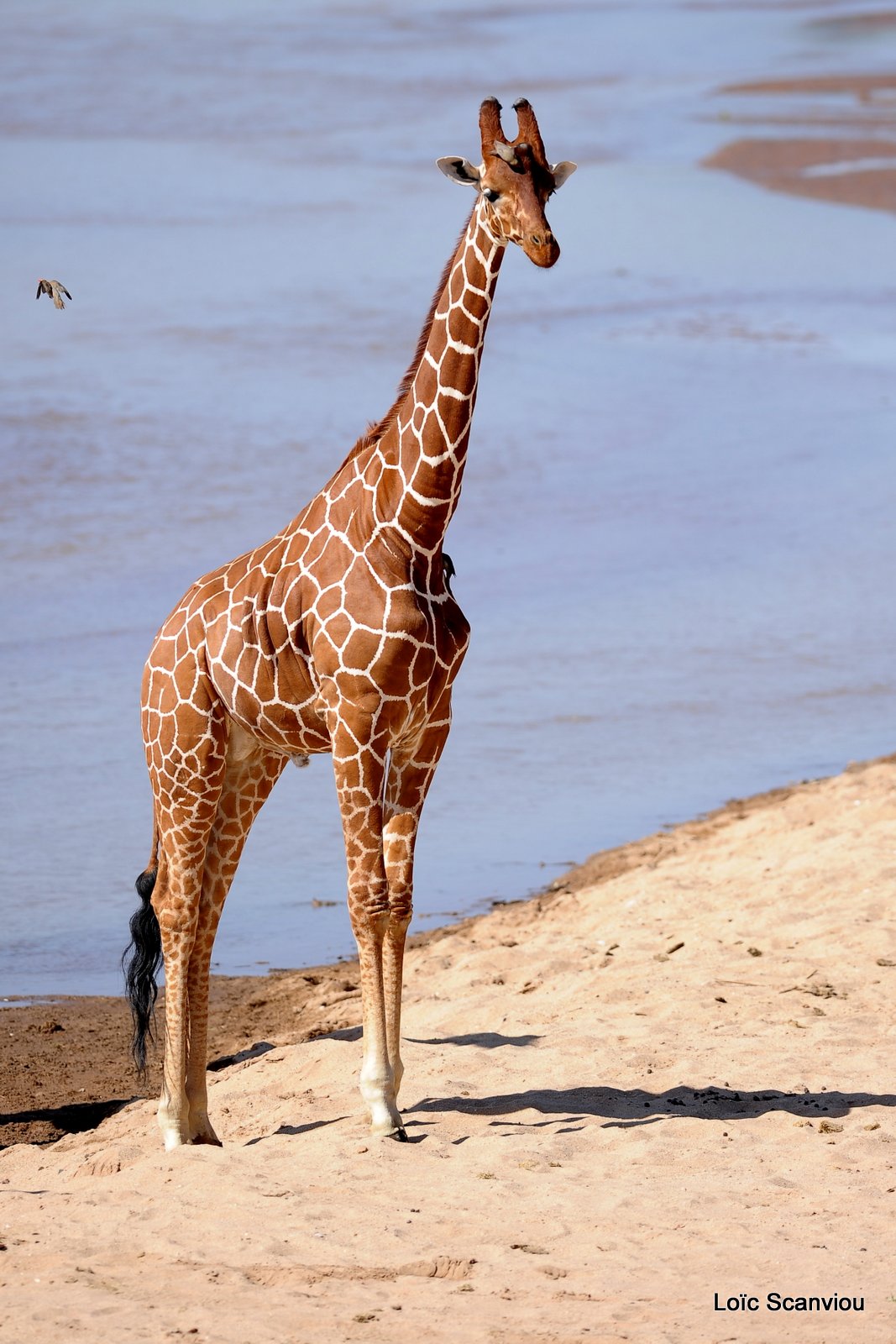 Girafe/Giraffe (9)