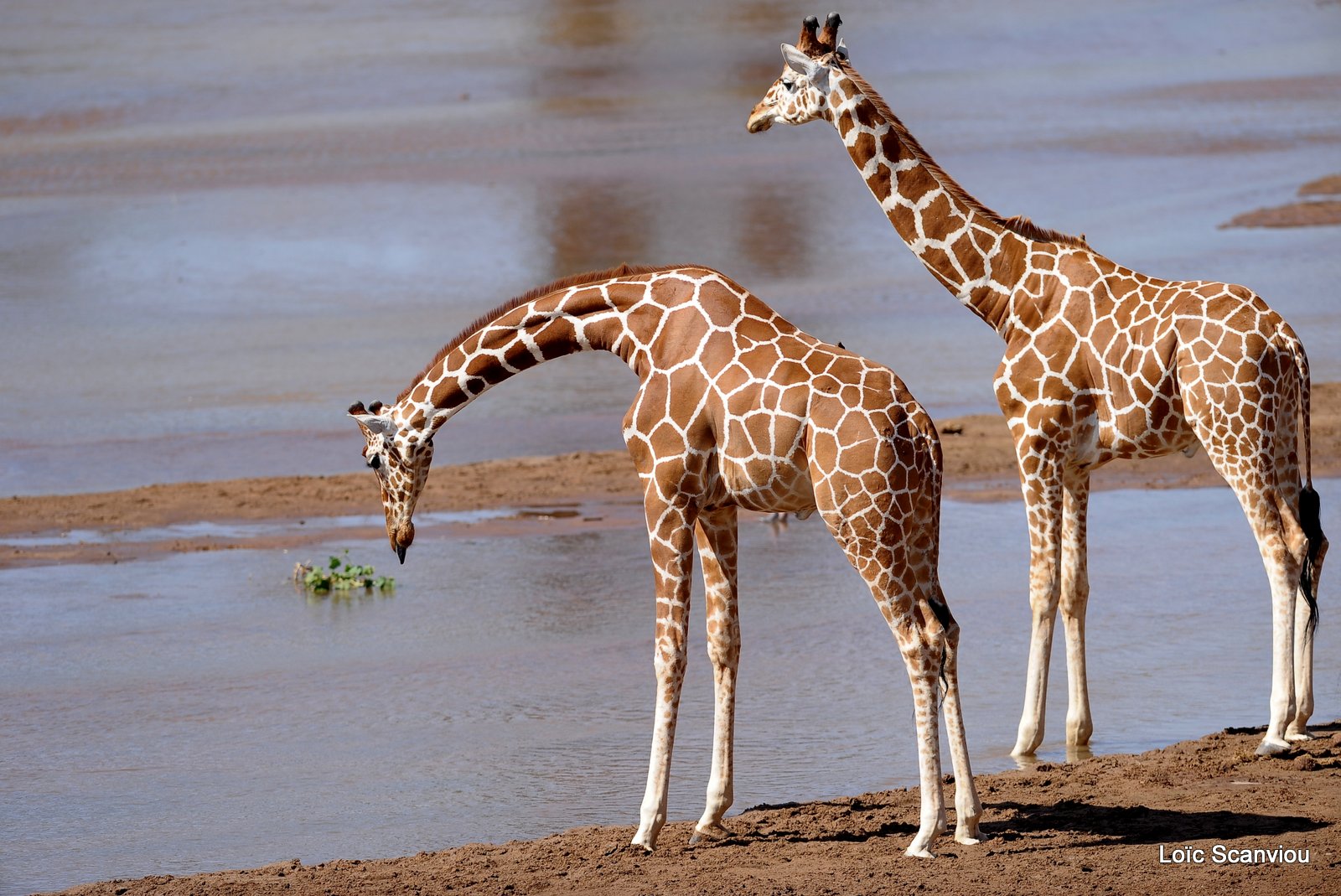 Girafe réticulée/Reticulated Giraffe (9)