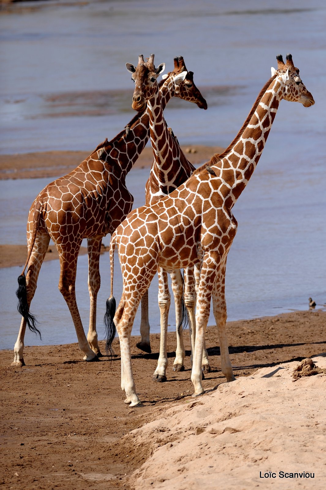 Girafe réticulée/Reticulated Giraffe (10)