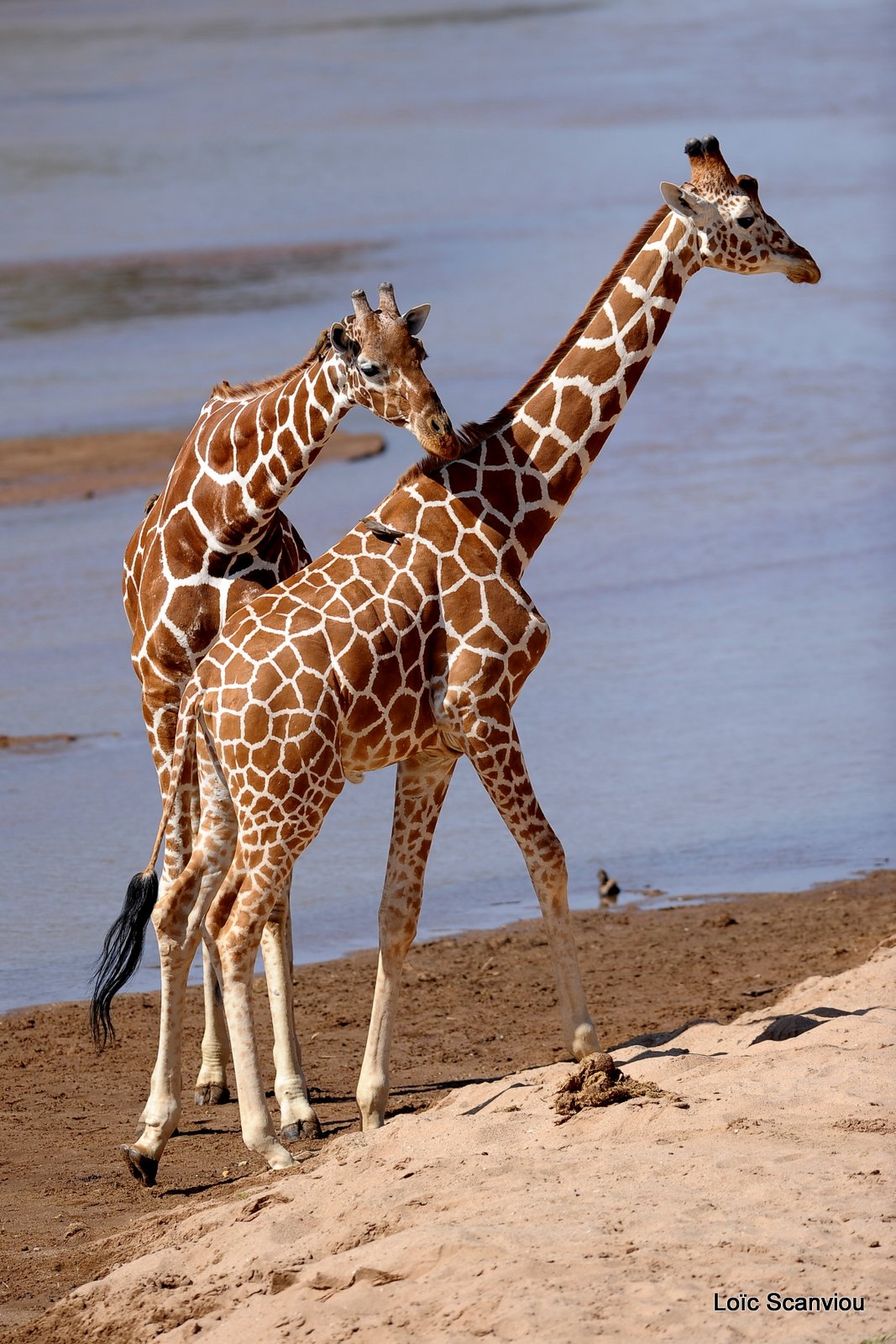 Girafe réticulée/Reticulated Giraffe (11)