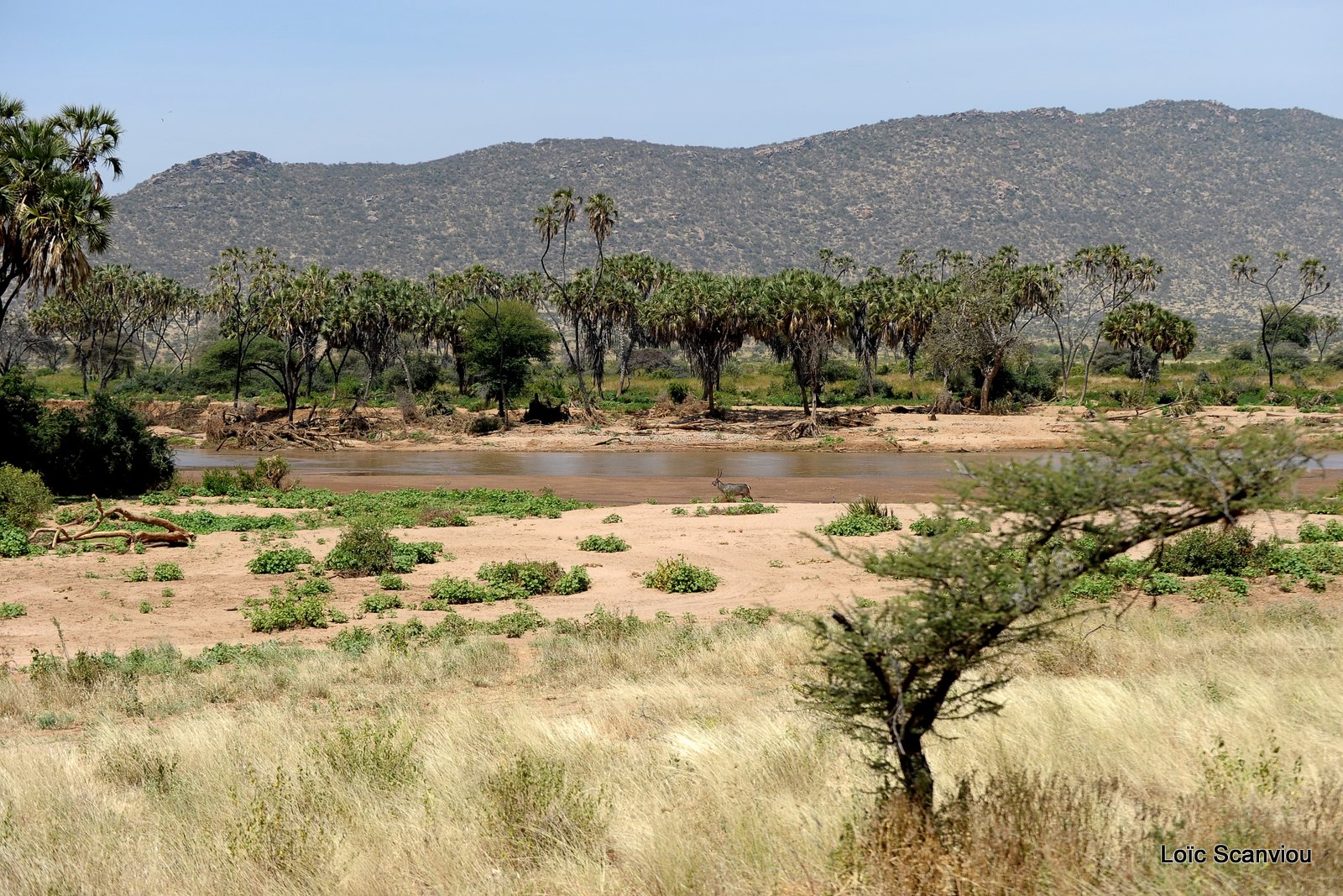 Samburu (1)