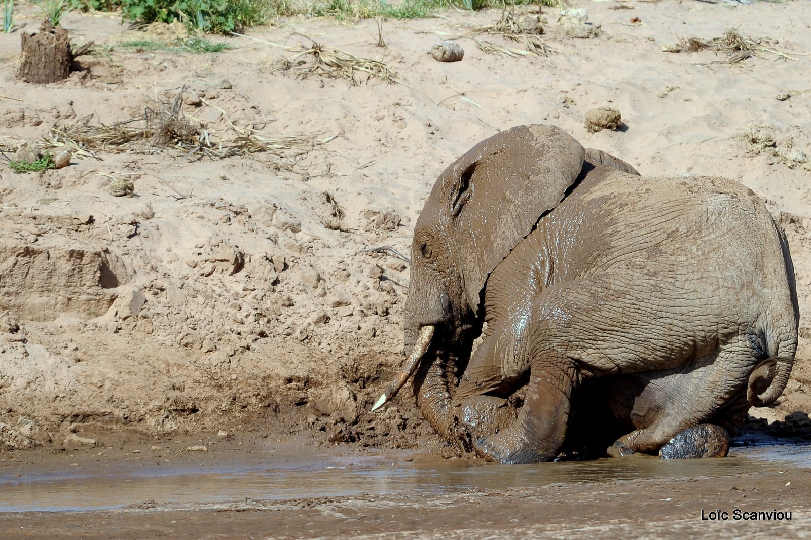 Eléphant (8)