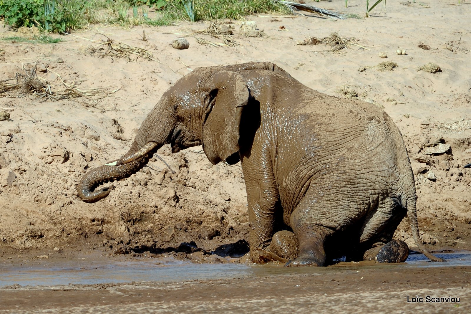 Eléphant (9)