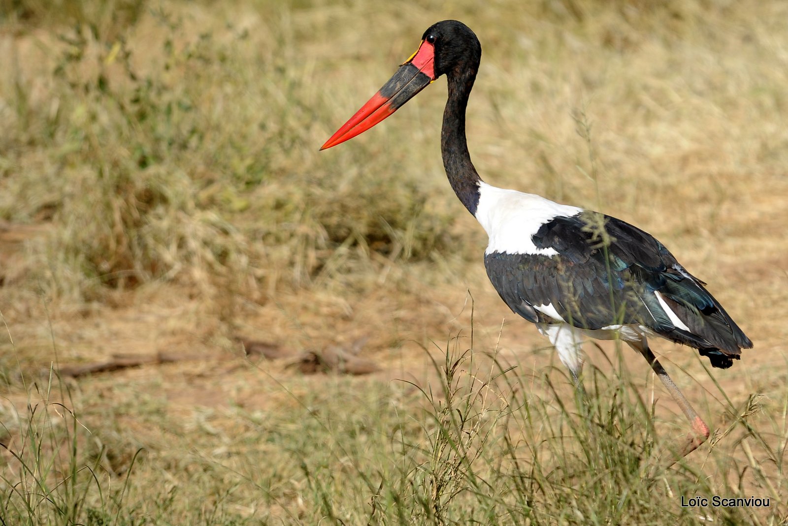 Jabiru d'Afrique/Saddle-billed Stork (1)