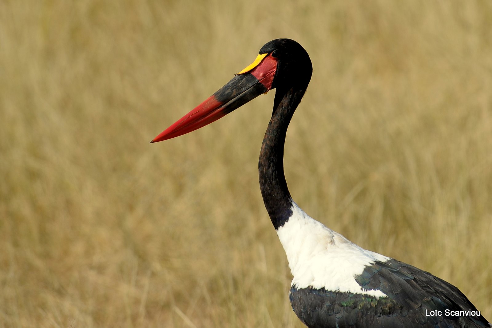 Jabiru d'Afrique/Saddle-billed Stork (2)