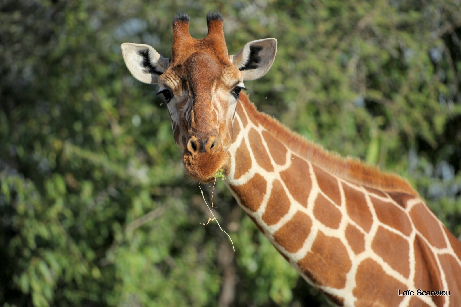 Girafe réticulée/Reticulated Giraffe (12)
