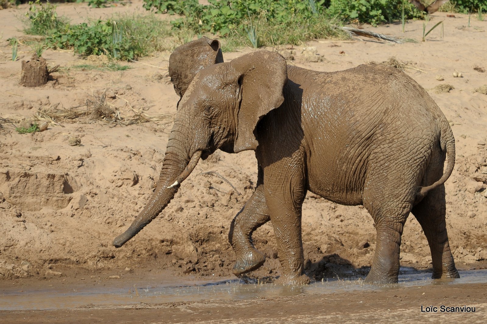 Eléphant (10)