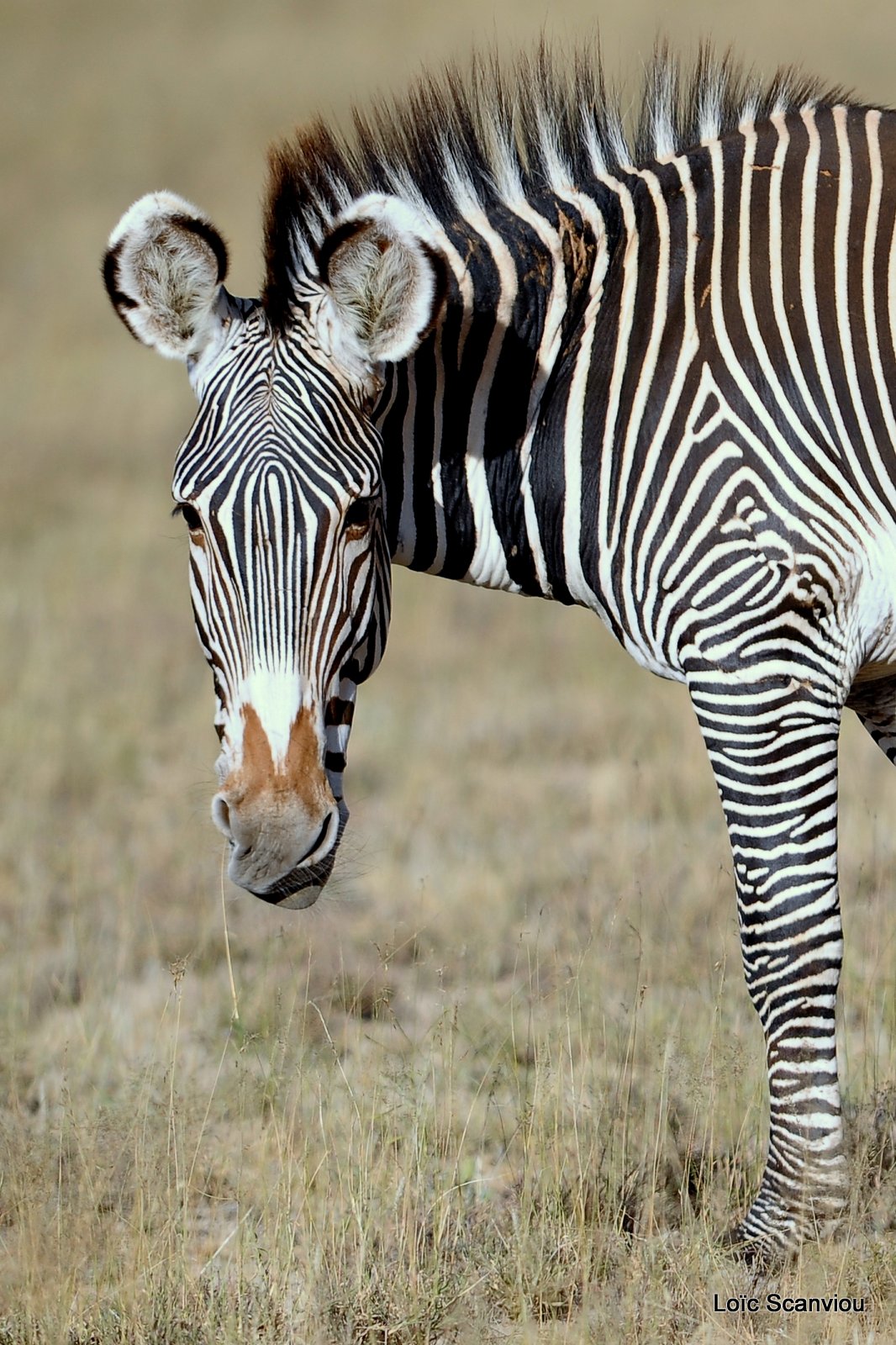 Zèbre de Grévy/Grevy's Zebra (5)