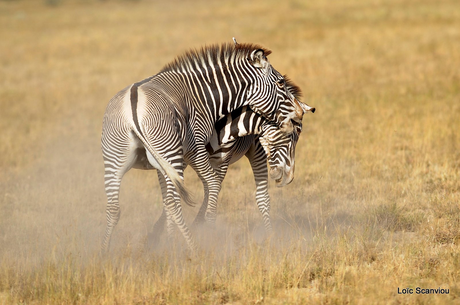 Zèbre de Grévy/Grevy's Zebra (6)