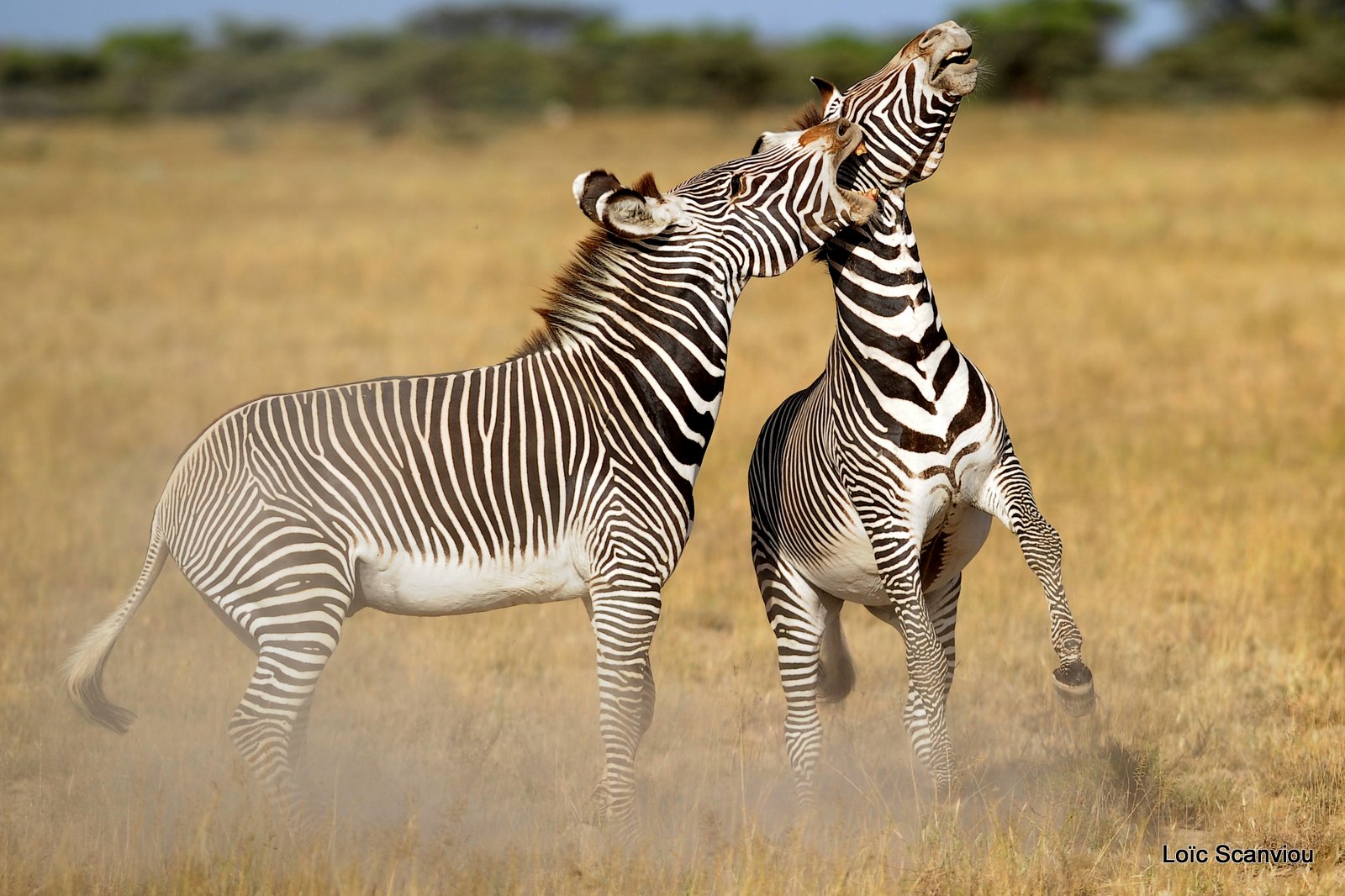 Zèbre de Grévy/Grevy's Zebra (7)