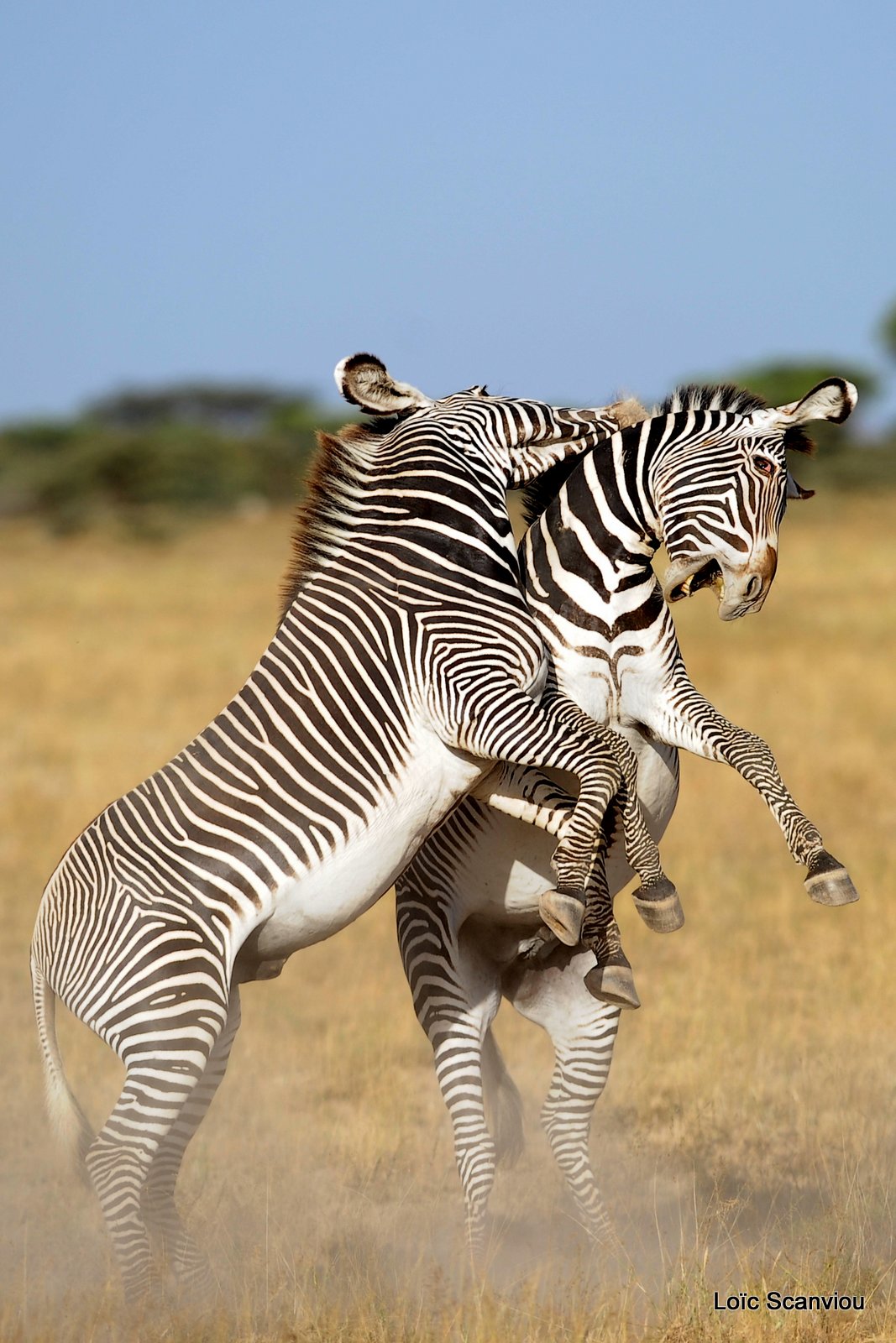 Zèbre de Grévy/Grevy's Zebra (8)