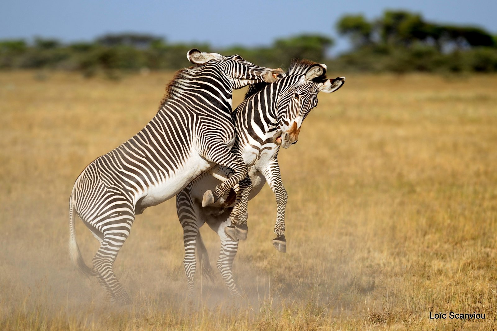 Zèbre de Grévy/Grevy's Zebra (9)