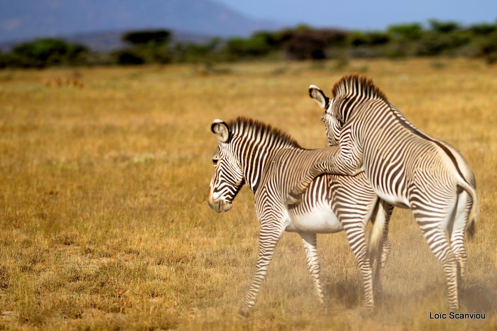 Zèbre de Grévy/Grevy's Zebra (10)