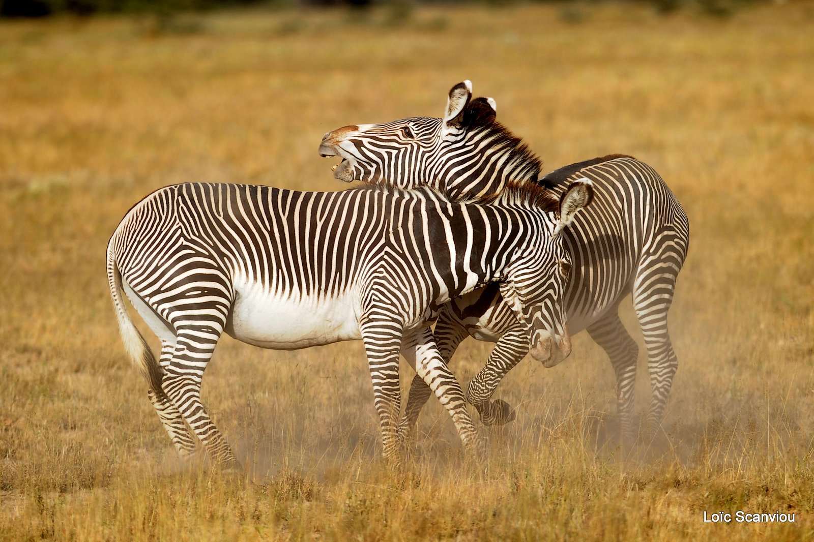 Zèbre de Grévy/Grevy's Zebra (11)