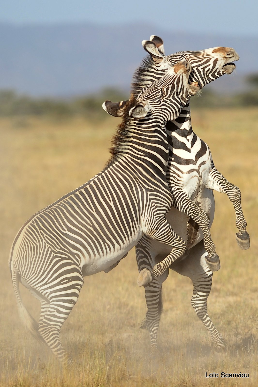 Zèbre de Grévy/Grevy's Zebra (12)