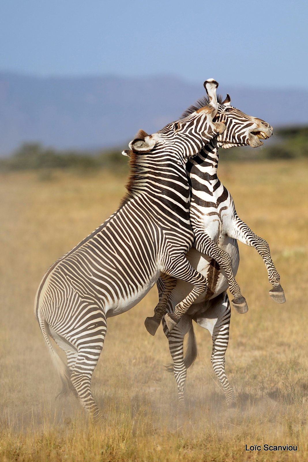 Zèbre de Grévy/Grevy's Zebra (13)