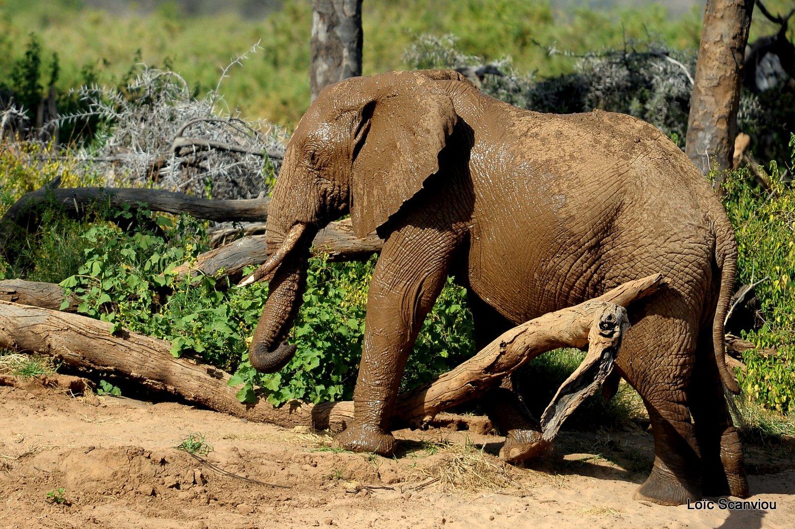 Eléphant (11)