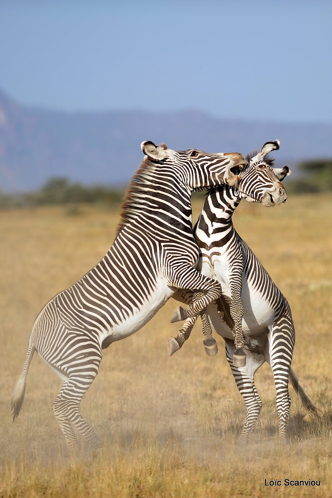 Zèbre de Grévy/Grevy's Zebra (14)