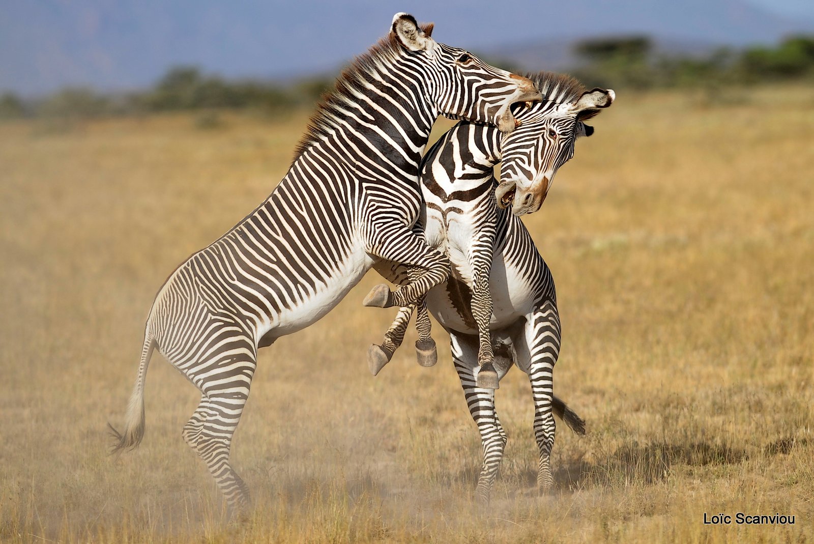 Zèbre de Grévy/Grevy's Zebra (15)