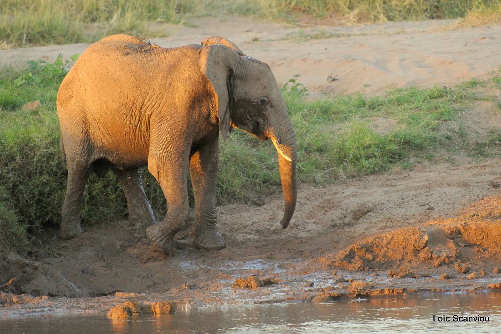 Eléphant (32)
