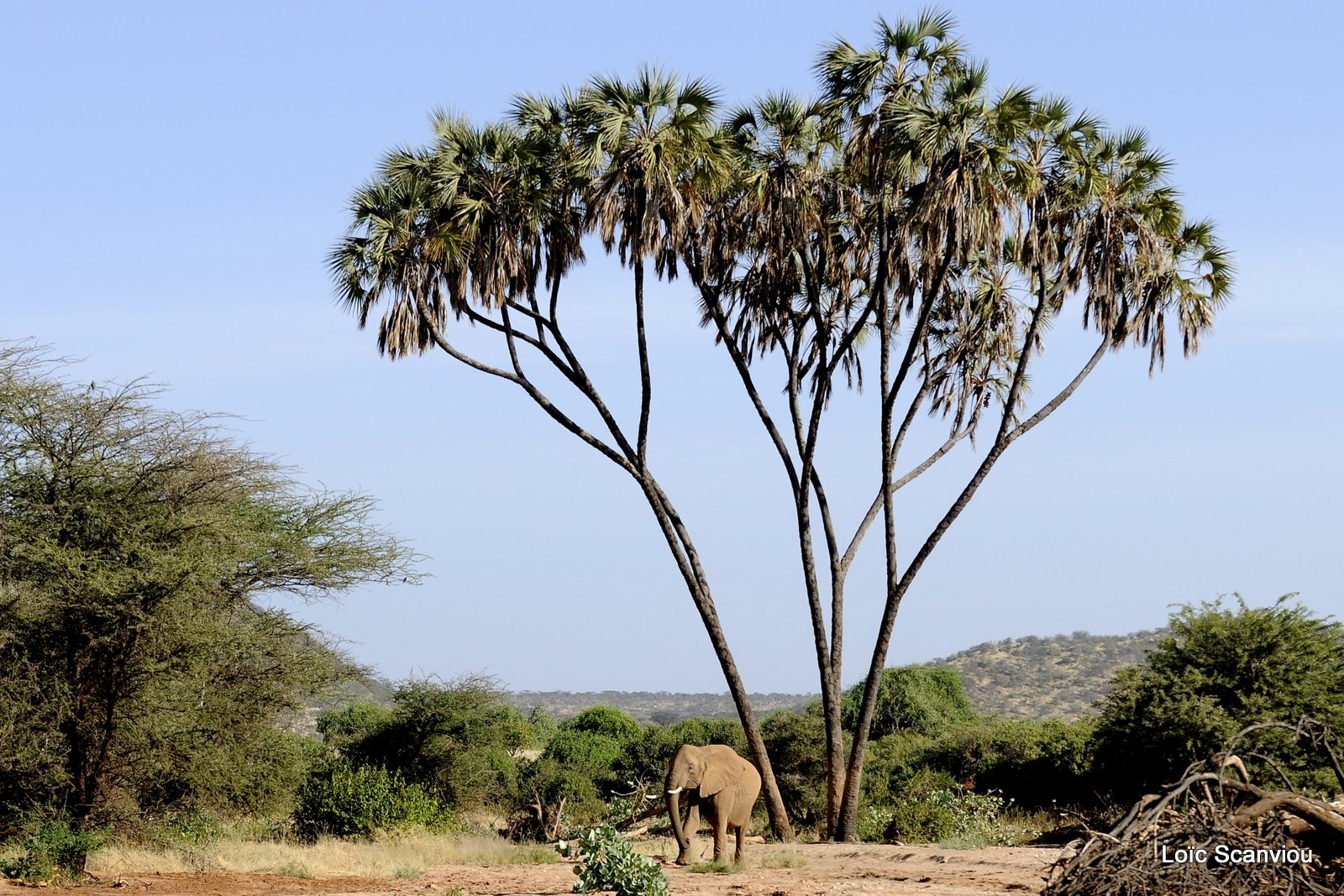 Eléphant (57)