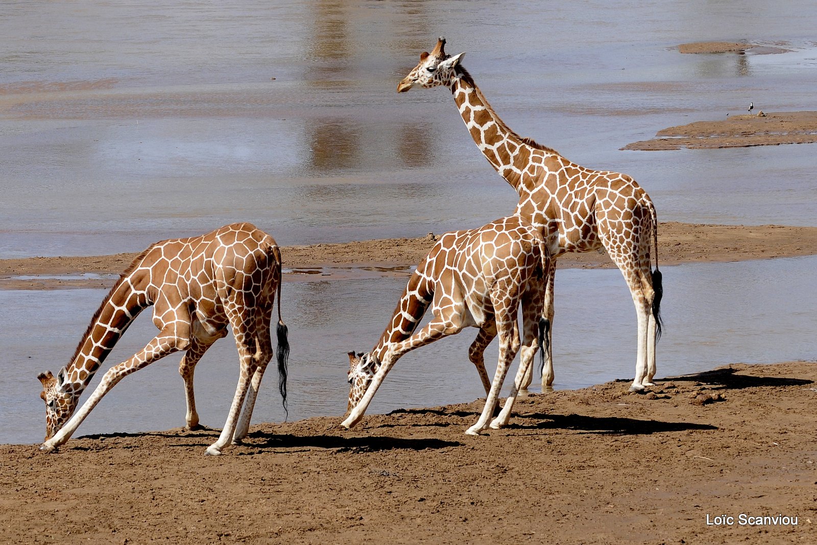 Girafe réticulée/Reticulated Giraffe (14)