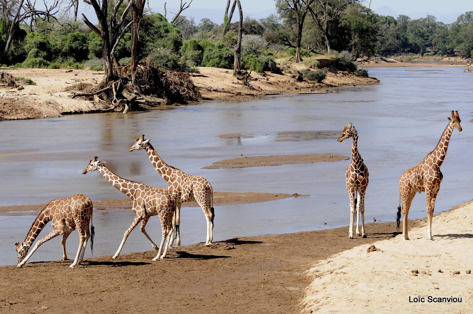 Girafe réticulée/Reticulated Giraffe (15)