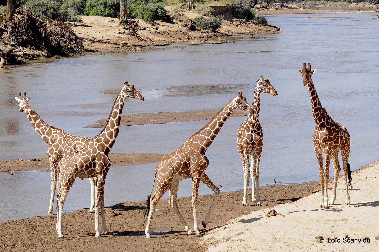 Girafe réticulée/Reticulated Giraffe (16)