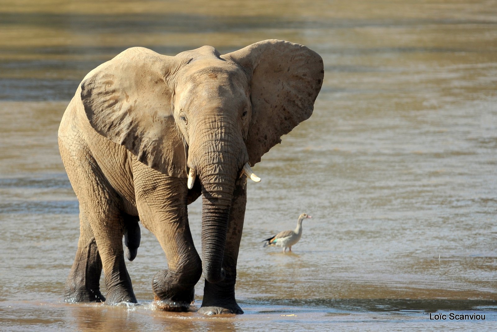 Eléphant (12)
