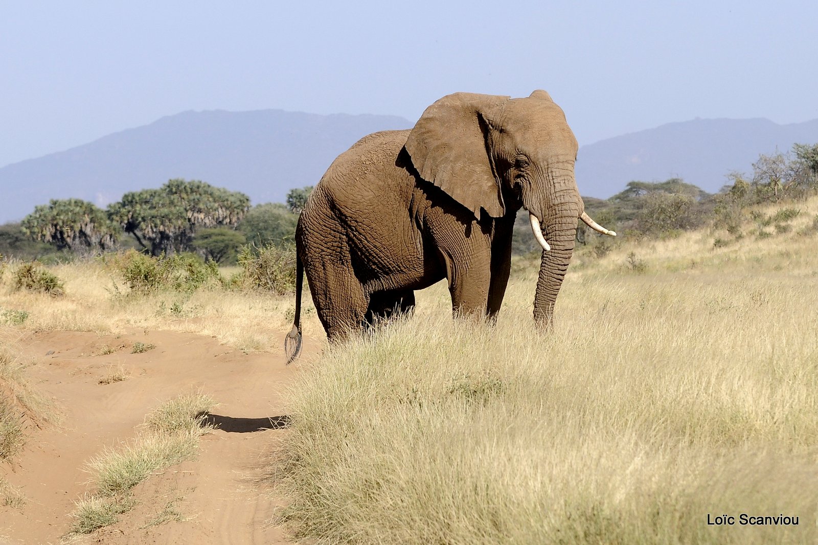 Eléphant (33)