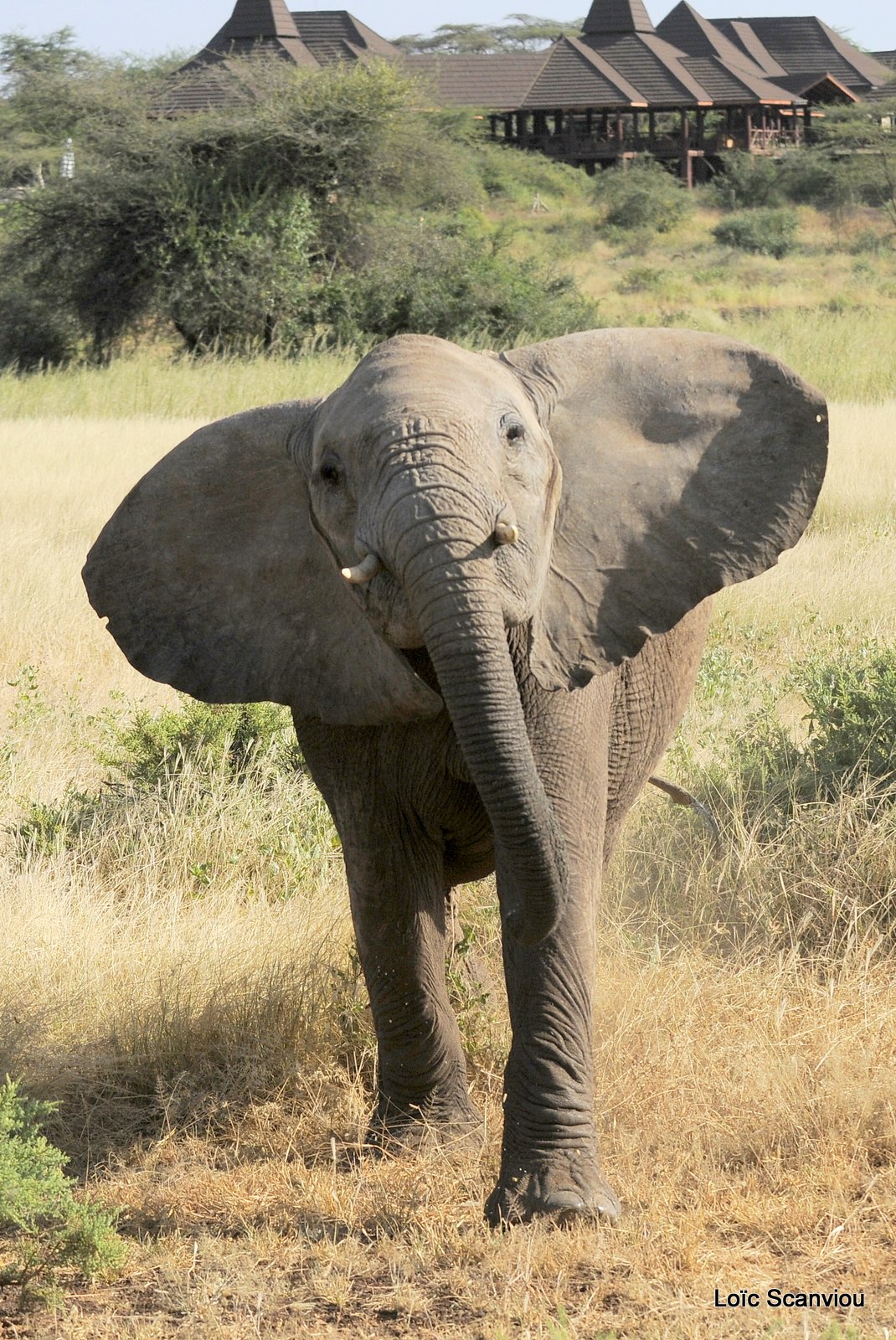 Eléphant (34)