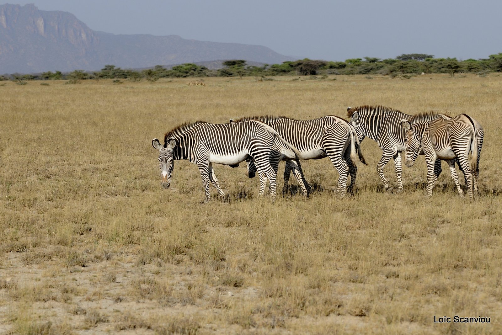Zèbre de Grévy/Grevy's Zebra (16)