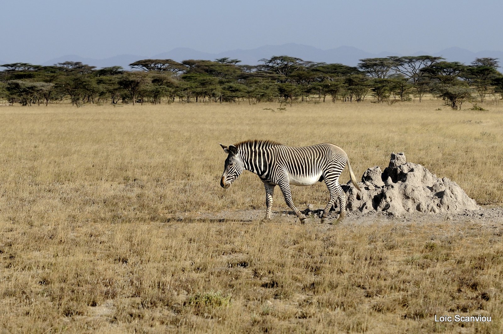 Zèbre de Grévy/Grevy's Zebra (17)