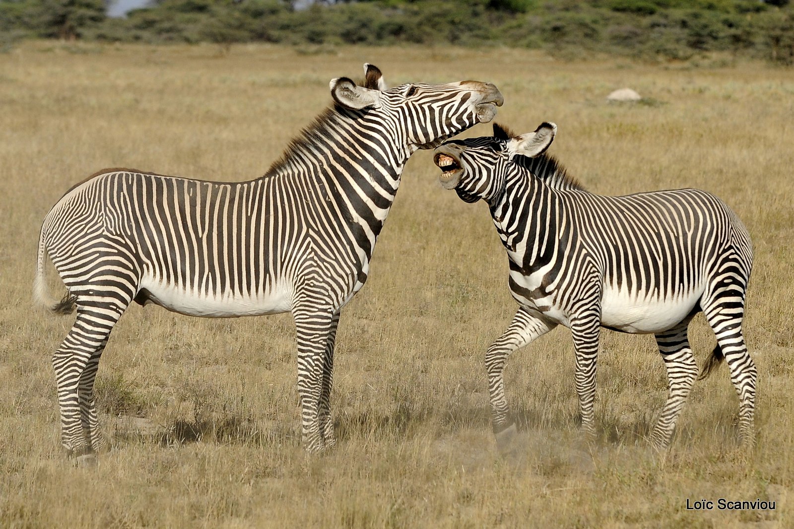 Zèbre de Grévy/Grevy's Zebra (18)