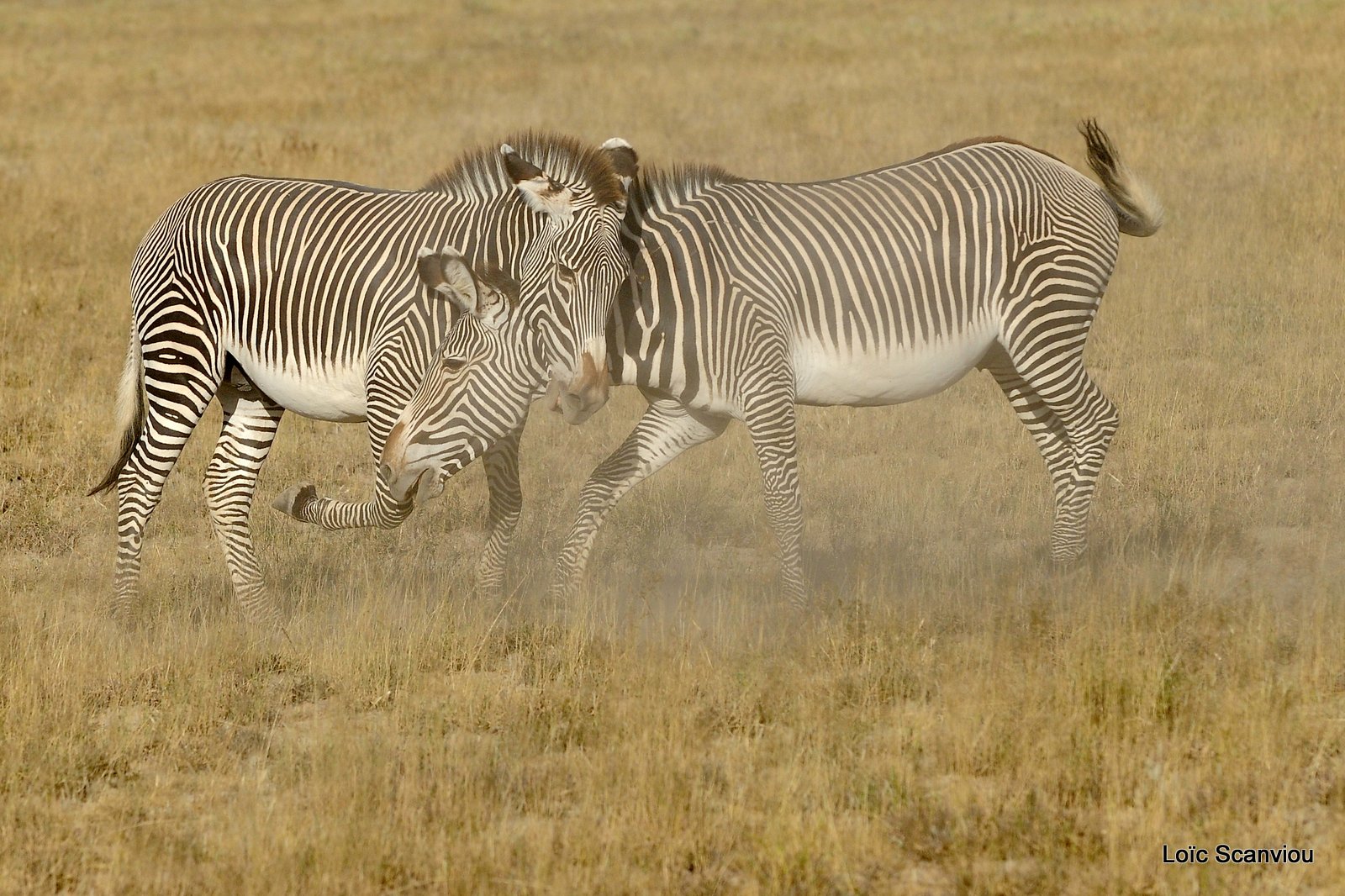 Zèbre de Grévy/Grevy's Zebra (20)