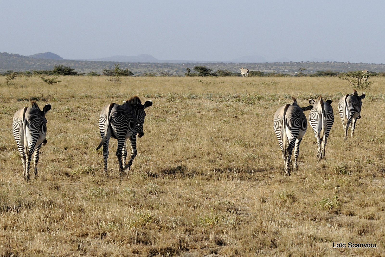 Zèbre de Grévy/Grevy's Zebra (21)