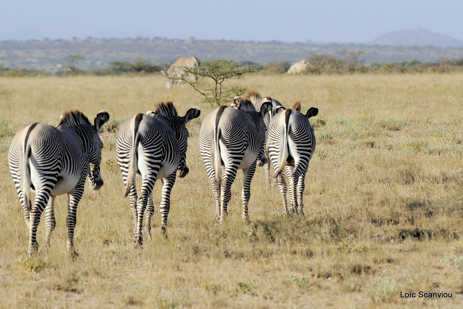 Zèbre de Grévy/Grevy's Zebra (22)
