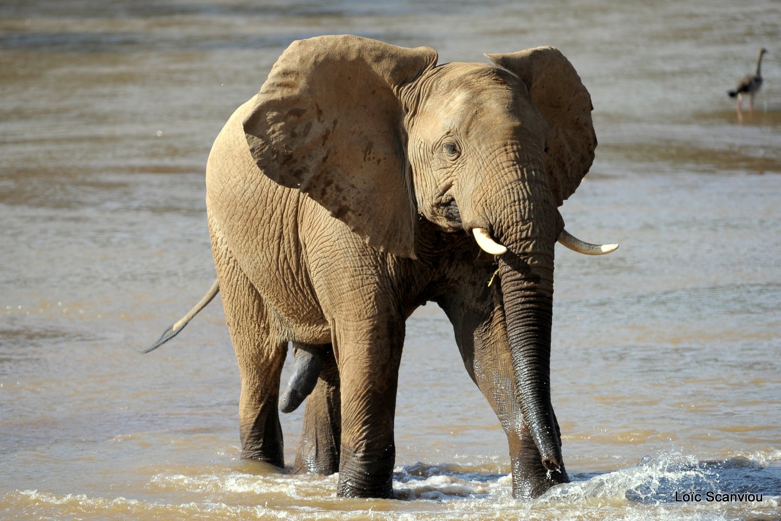 Eléphant (13)