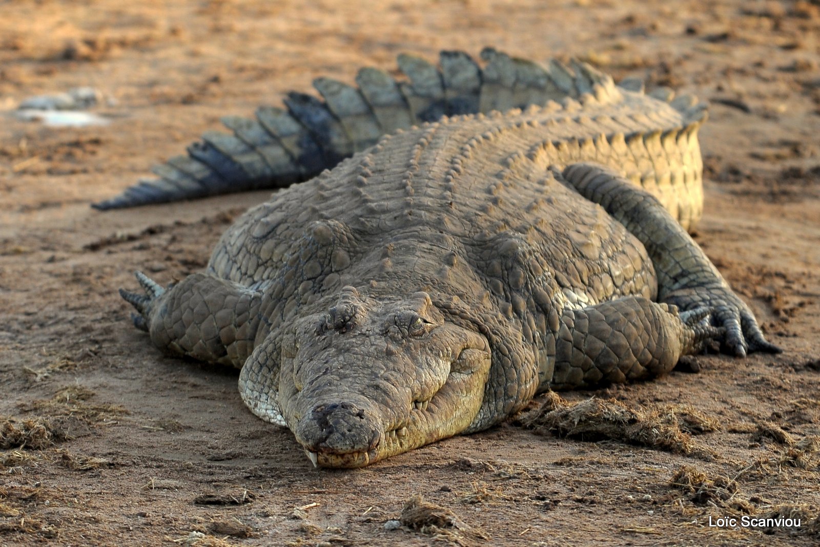 Crocodile (6)