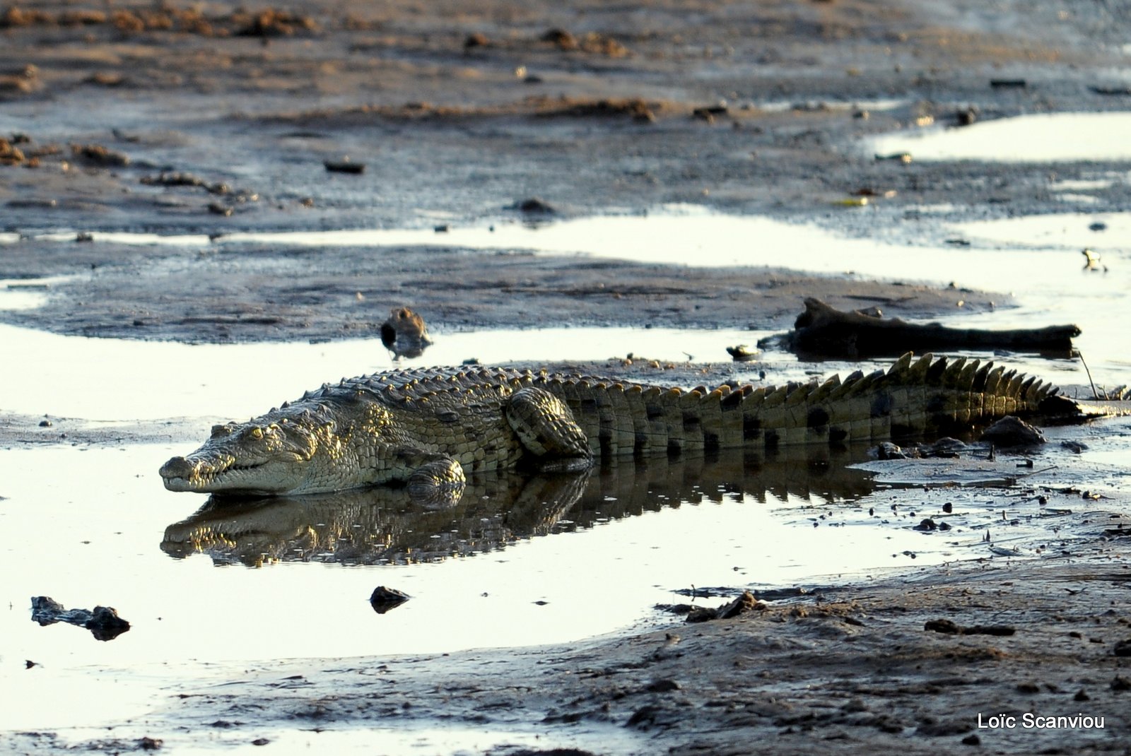 Crocodile (7)