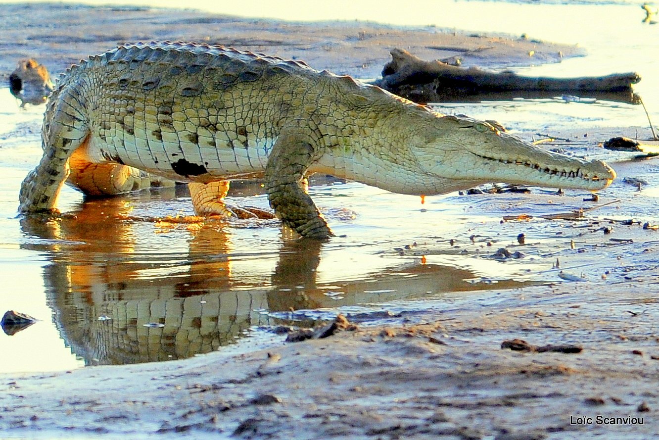 Crocodile (8)