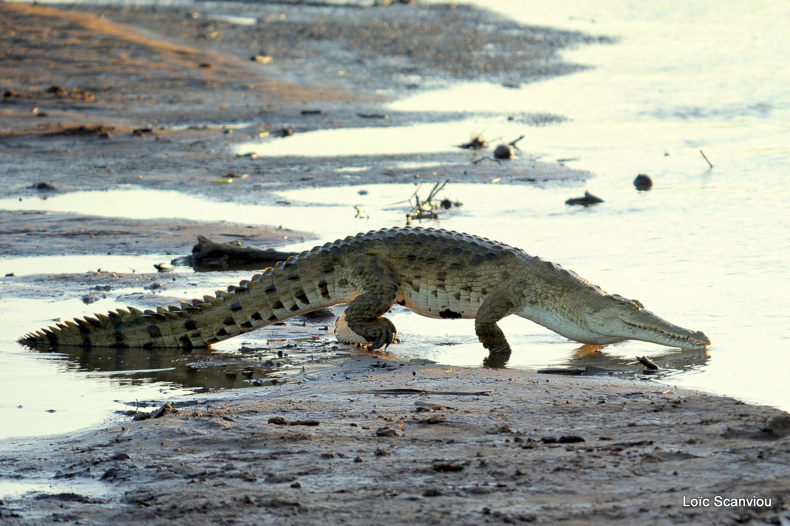Crocodile (9)