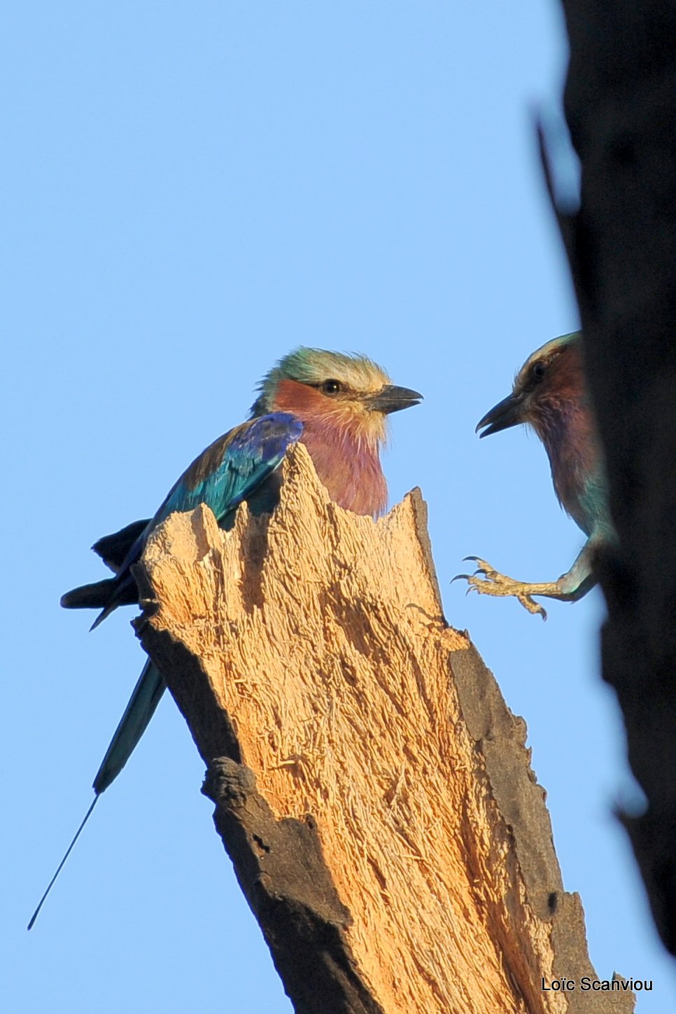 Rollier à longs brins/Lilac-breasted Roller (1)