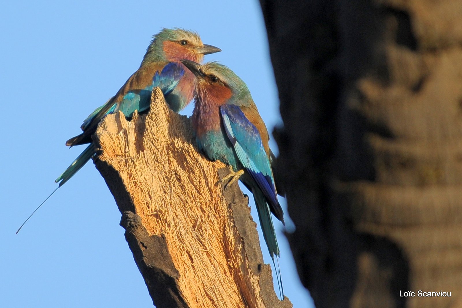Rollier à longs brins/Lilac-breasted Roller (2)