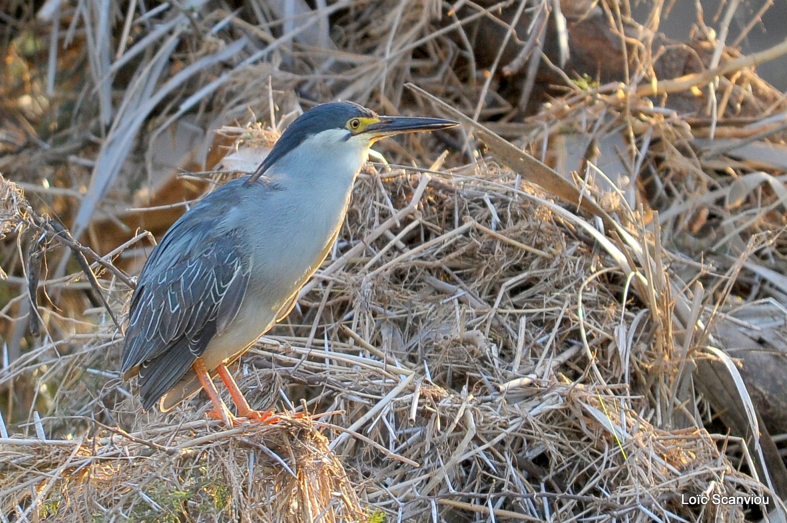 Bihoreau gris/Black-crowned Night-Heron (1)