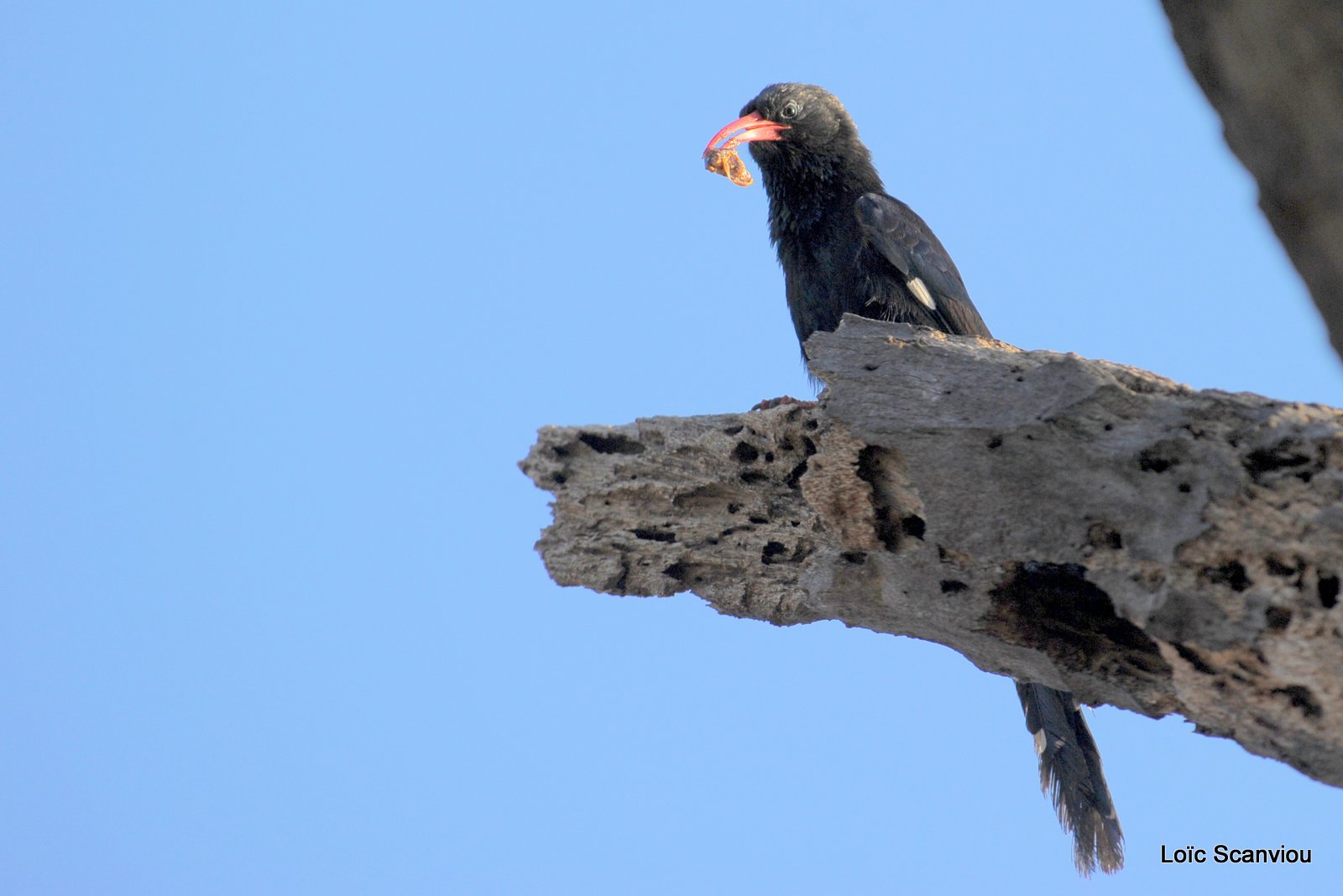 Irrisor moqueur/Green Wood-Hoopoe (1)